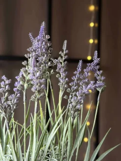 VIAMAJA Blomst i potte Sale