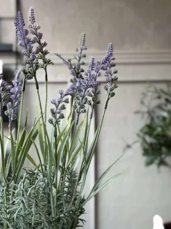 VIAMAJA Blomst i potte Sale