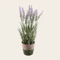 VIAMAJA Blomst i potte Sale