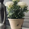 VIAMAJA Blomst i rustik potte - Hvid Online