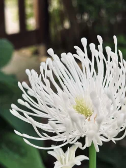 VIAMAJA Blomst med solceller - Spider Lili hvid