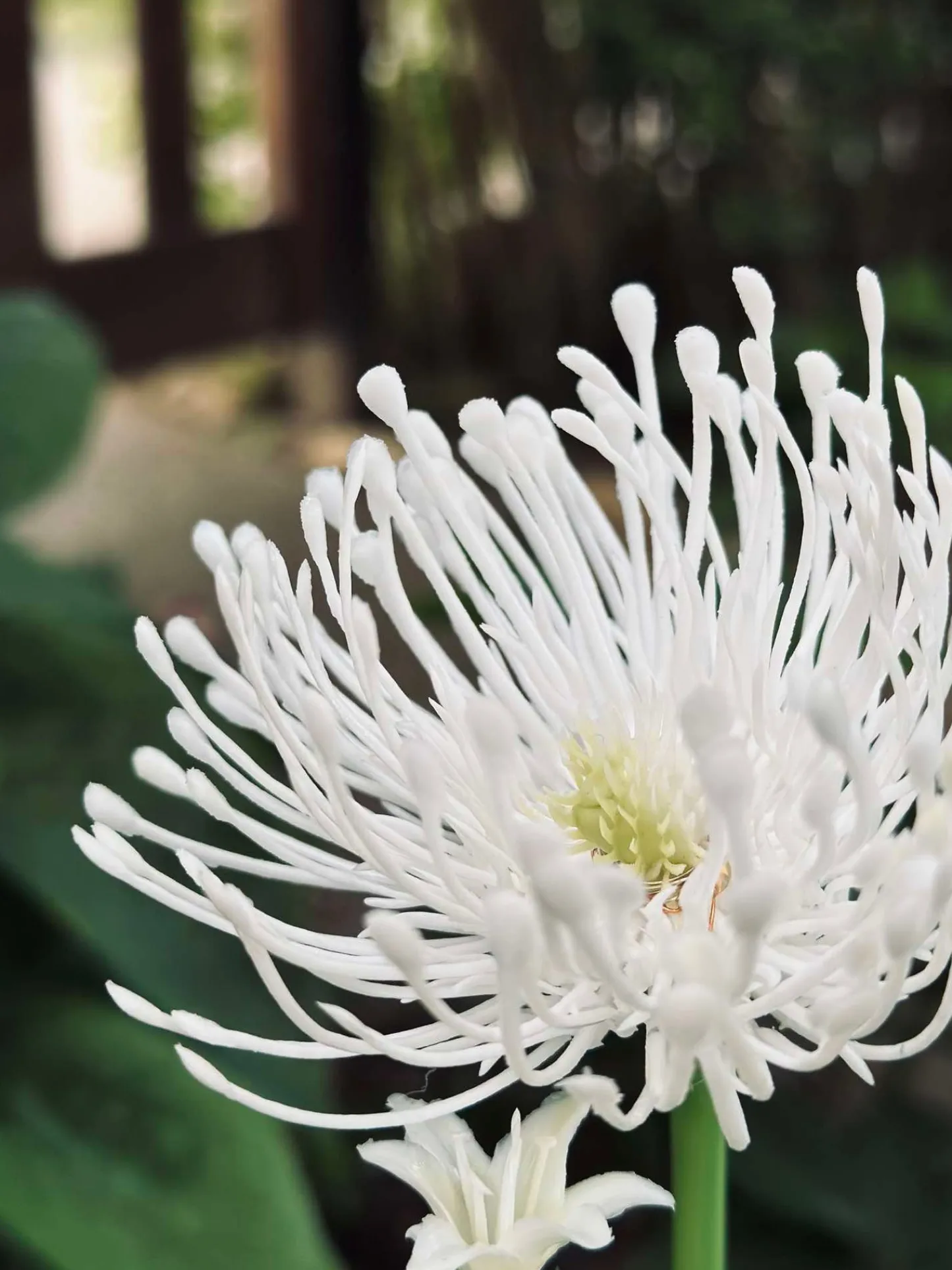 VIAMAJA Blomst med solceller - Spider Lili hvid