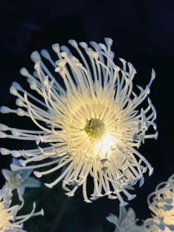 VIAMAJA Blomst med solceller - Spider Lili hvid