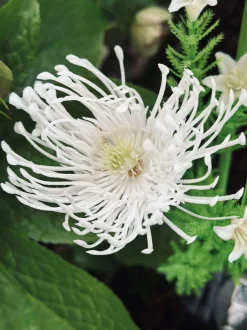 VIAMAJA Blomst med solceller - Spider Lili hvid
