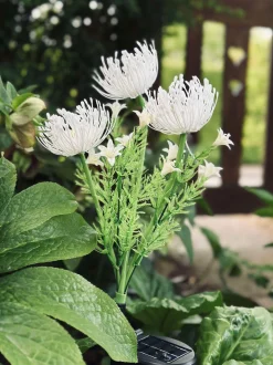 VIAMAJA Blomst med solceller - Spider Lili hvid