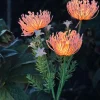 VIAMAJA Blomst med solceller - Spider Lili rose Discount