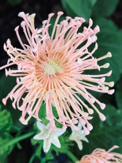 VIAMAJA Blomst med solceller - Spider Lili rose Discount