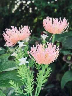 VIAMAJA Blomst med solceller - Spider Lili rose Discount
