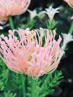 VIAMAJA Blomst med solceller - Spider Lili rose Discount