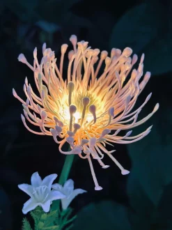 VIAMAJA Blomst med solceller - Spider Lili rose Discount