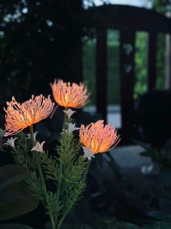 VIAMAJA Blomst med solceller - Spider Lili rose Discount