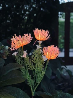 VIAMAJA Blomst med solceller - Spider Lili rose Discount