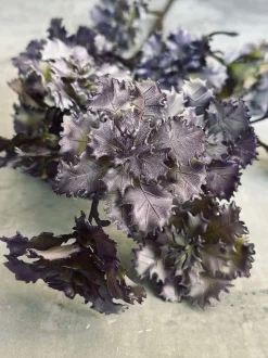VIAMAJA Blomst nellike Hot