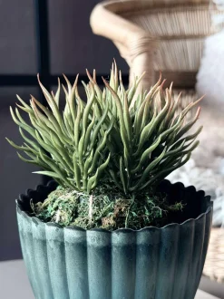 VIAMAJA Blomst sukkulent moskugle Discount