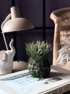 VIAMAJA Blomst sukkulent moskugle Discount