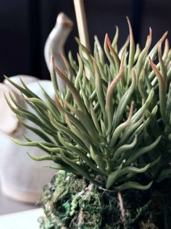 VIAMAJA Blomst sukkulent moskugle Discount