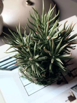 VIAMAJA Blomst sukkulent moskugle Discount