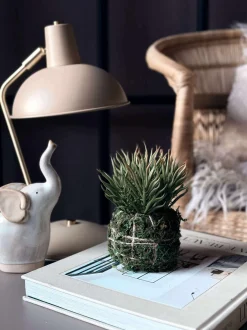 VIAMAJA Blomst sukkulent moskugle Discount