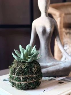 VIAMAJA Blomst sukkulent moskugle Sale
