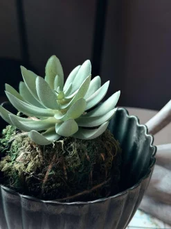 VIAMAJA Blomst sukkulent moskugle Sale