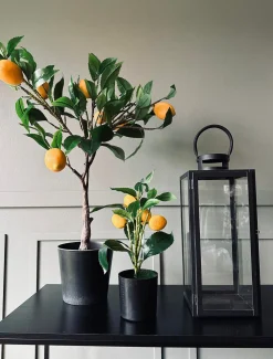 VIAMAJA Citrustræ – Lille Best