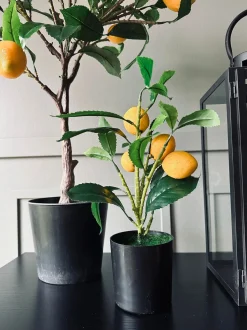 VIAMAJA Citrustræ – Lille Best