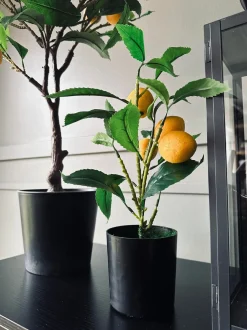 VIAMAJA Citrustræ – Lille Best