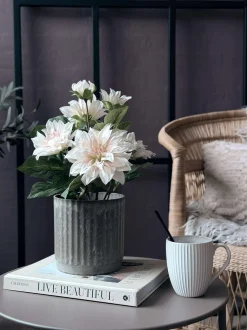 VIAMAJA Dahlia i potte - Hvid Clearance