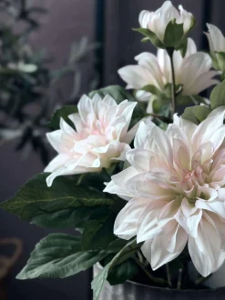 VIAMAJA Dahlia i potte - Hvid Clearance
