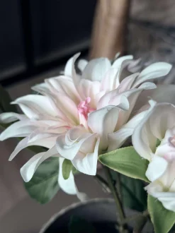 VIAMAJA Dahlia i potte - Hvid Clearance
