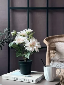 VIAMAJA Dahlia i potte - Hvid Clearance