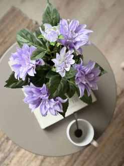 VIAMAJA Dahlia i potte - Lilla New