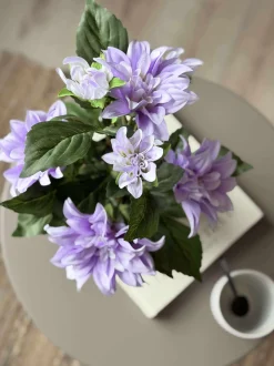 VIAMAJA Dahlia i potte - Lilla New