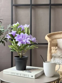 VIAMAJA Dahlia i potte - Lilla New