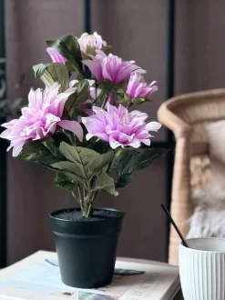 VIAMAJA Dahlia i potte - Lyserød New