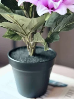 VIAMAJA Dahlia i potte - Lyserød New