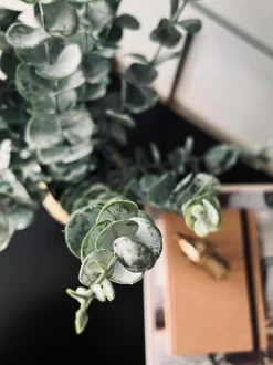 VIAMAJA Eucalyptus med kurv Online