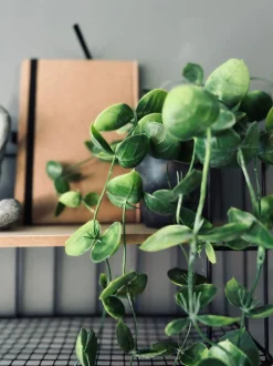 VIAMAJA Hængeplante - Fresh green Clearance