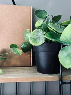 VIAMAJA Hængeplante - Fresh green Clearance