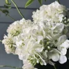 VIAMAJA Hortensia Hvid Discount