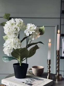 VIAMAJA Hortensia i potte - Hvid Outlet
