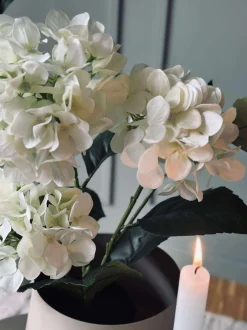 VIAMAJA Hortensia i potte - Hvid Outlet