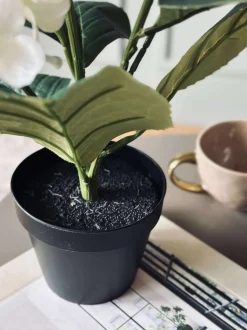 VIAMAJA Hortensia i potte - Hvid Outlet