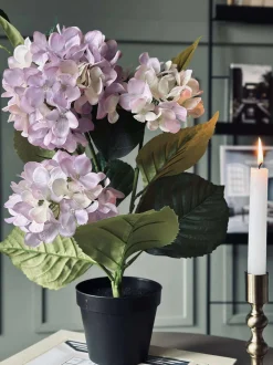VIAMAJA Hortensia i potte - Syren Sale