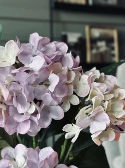 VIAMAJA Hortensia i potte - Syren Sale