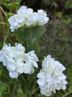 VIAMAJA Hortensia med solceller - Hvid Outlet