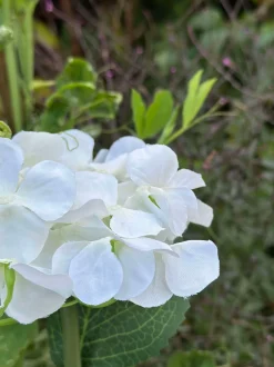 VIAMAJA Hortensia med solceller - Hvid Outlet