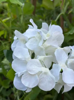 VIAMAJA Hortensia med solceller - Hvid Outlet