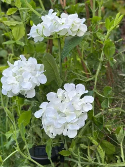 VIAMAJA Hortensia med solceller - Hvid Outlet
