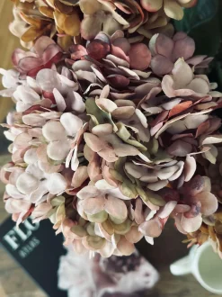 VIAMAJA Hortensia Old Rose New